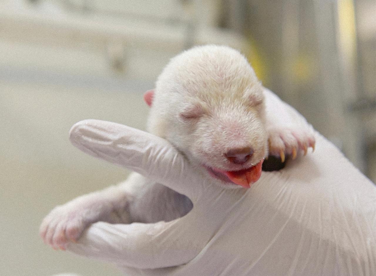 Newborn polar bear cub Solo held in a gloved hand at Zoo de La Flèche